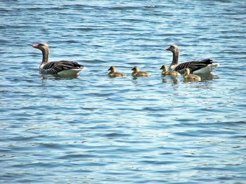 duck-family-2395795_640.jpg